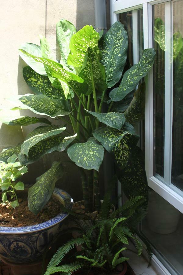 Chicken'S House- Duong Lam Homestay Hanoi Exterior photo